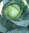 Cabbage varieties Fyuris F1 Photo and characteristics