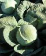 Cabbage varieties Fundaksi F1 Photo and characteristics
