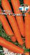 une carotte les espèces Amsterdamska Photo et les caractéristiques