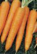 La carota  Kamaran F1 la cultivar foto