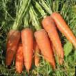 une carotte les espèces Kamarillo F1 Photo et les caractéristiques