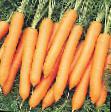 Carrot varieties Najjdzhel F1 Photo and characteristics