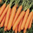 Zanahoria variedades Neliks F1 Foto y características