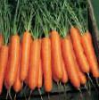 une carotte  Nerak F1 l'espèce Photo