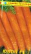 une carotte  Yukon F1 l'espèce Photo