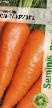 La carota  Santa Kruz F1 la cultivar foto
