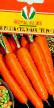 Морковь сорта Торо F1 Фото и характеристика