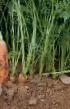 une carotte  Zetor F1 l'espèce Photo