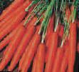 Carrot varieties Koncerto F1 Photo and characteristics