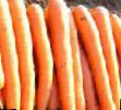 Zanahoria variedades Rosal  Foto y características