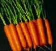 Zanahoria variedades Tito  Foto y características