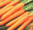 Carrot varieties Fehnsi  Photo and characteristics