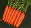 Carrot varieties Nantes 2 Tito Photo and characteristics