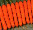 Zanahoria variedades Nansen F1 Foto y características