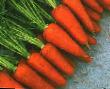 Морковь  Шантанэ 2 Комет сорт Фото