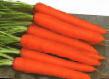 une carotte  Samanta F1 l'espèce Photo