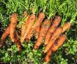 Carrot varieties Soprano F1  Photo and characteristics