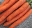 une carotte les espèces Nanko F1  Photo et les caractéristiques