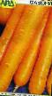 Zanahoria variedades Favorit Foto y características
