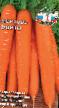 Морковь сорта Форто Фото и характеристика