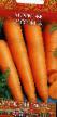 Zanahoria variedades Morevna  Foto y características