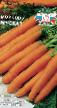 Zanahoria  Muskat variedad Foto