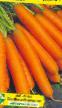 Zanahoria variedades Kardameh F1 Foto y características