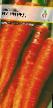 Porkkana lajit Nutri red kuva ja ominaisuudet