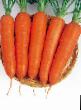 Carrot varieties Viktoriya F1 Photo and characteristics