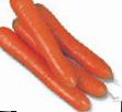 Морковь сорта Колтан F1 Фото и характеристика