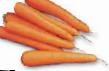 Carrot varieties Laguna F1 Photo and characteristics