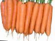 Zanahoria variedades Ehlegans F1 Foto y características