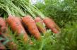 Carrot varieties Karini Photo and characteristics