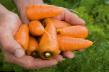 Zanahoria variedades Karakas Foto y características