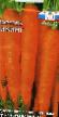 Морков сортове Викинг снимка и характеристики