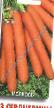 La carota le sorte Bez serdceviny foto e caratteristiche
