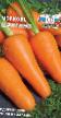 Zanahoria variedades Shantino Foto y características