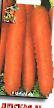 Морковь сорта Детская F1 Фото и характеристика