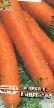 une carotte  Imperator l'espèce Photo