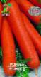 une carotte  Romosa l'espèce Photo