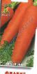 Carrot varieties Flakke  Photo and characteristics
