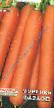 Морковь сорта Фараон  Фото и характеристика