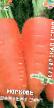 Морков сортове Шантенэ 2461(сибирская серия) снимка и характеристики