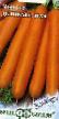 Zanahoria variedades Delikatesnaya  Foto y características