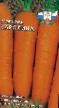 Морковь сорта Каролина Фото и характеристика