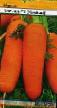 Carrot varieties Kaskad F1 Photo and characteristics