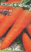 Морков сортове Джоба снимка и характеристики