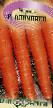 une carotte  Olimpiec F1 l'espèce Photo