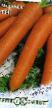 Zanahoria variedades Feya  Foto y características
