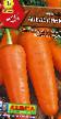 Carrot  Apelsinka grade Photo
